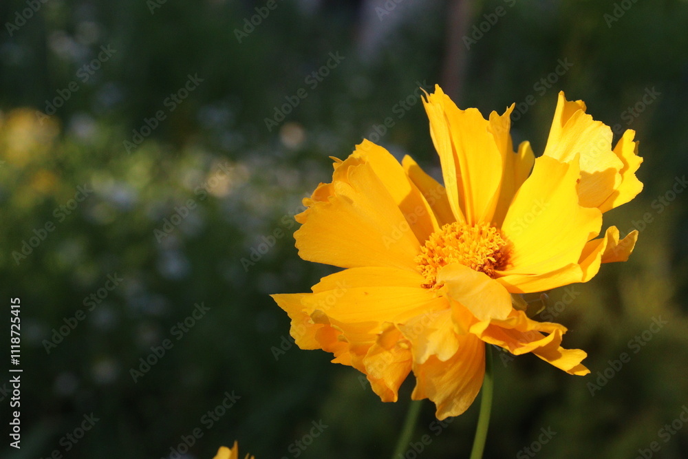 yellow flower in the garden yellow flower in the garden