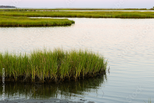 Coastal marsh at sunrise overlooking the water