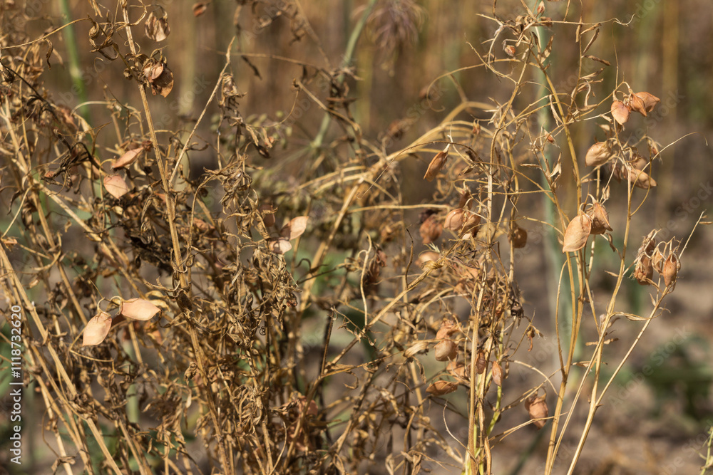 Ripe lentils in a field, harvesting pulses. Agriculture Ripe lentils in a field, harvesting pulses. Agriculture