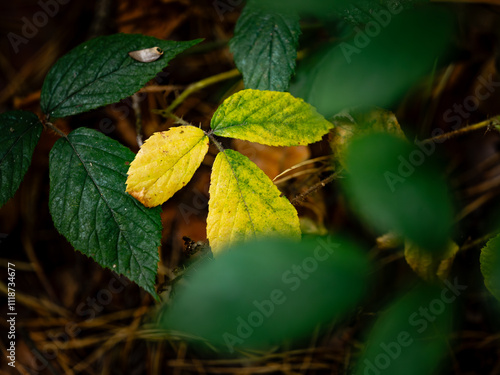 leaves in the forest