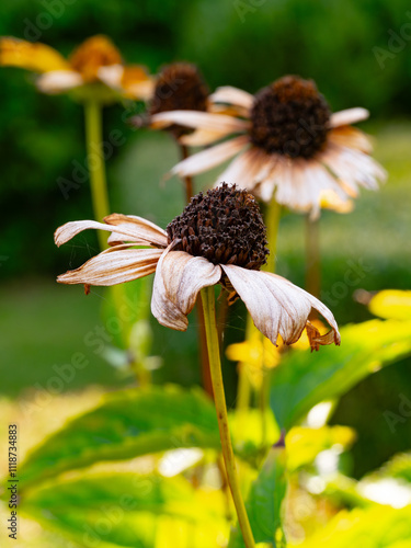 close up of a flower