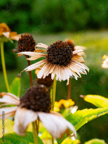 yellow flower in the garden