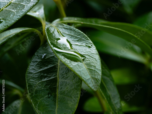 leaf with water drops
