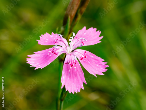 pink cosmos flower