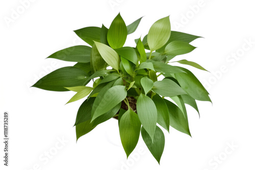 A green houseplant with large leaves, placed on a clean white background