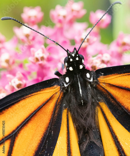 A close up of a monarch butterfly nectaring on a milkweed flower. photo