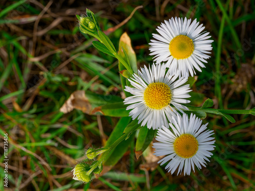daisy in the grass