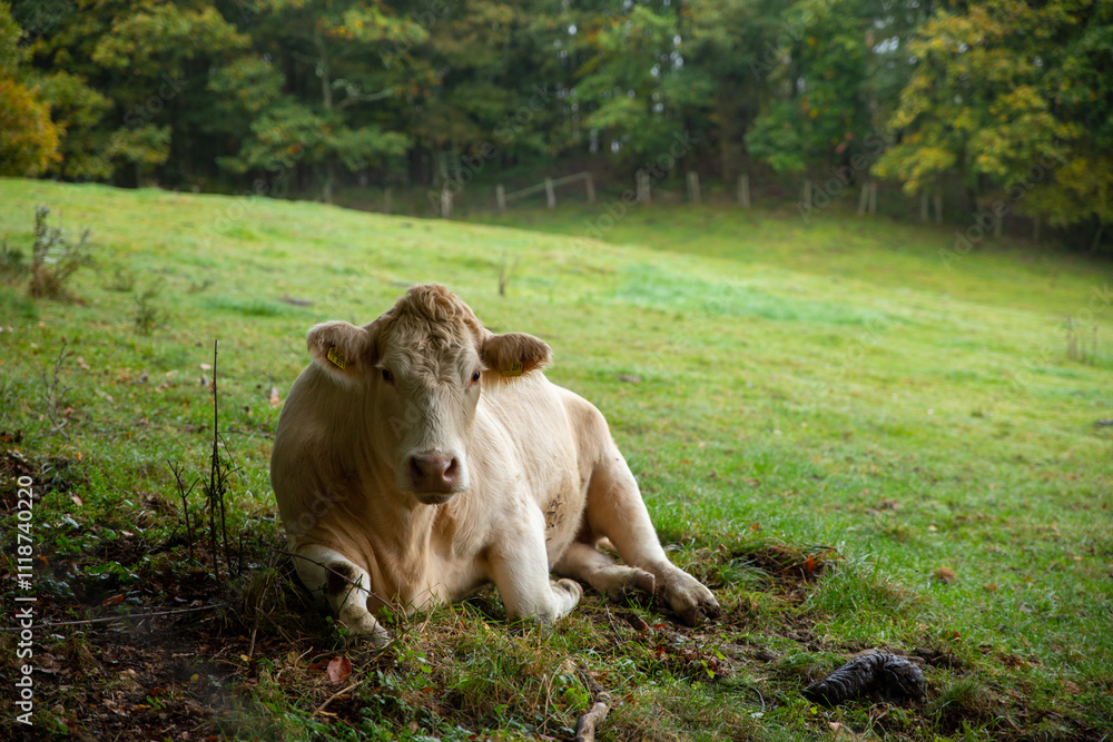Fototapeta premium one cow resting on the grass on the edge of forest in Germany