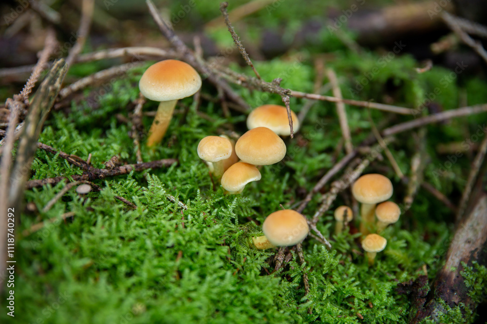 a cluster of small mushrooms growing in moss. They appear to belong to the Hypholoma genus, possibly Hypholoma fasciculare (commonly called the sulfur tuft). a cluster of small mushrooms growing in moss. They appear to belong to the Hypholoma genus, possibly Hypholoma fasciculare (commonly called the sulfur tuft).