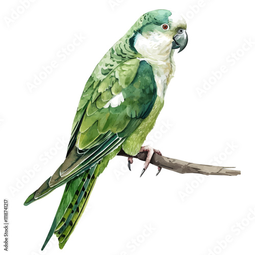 A watercolor vector of a Quaker Parrot, isolated on a white background. Quaker Parrot vector.