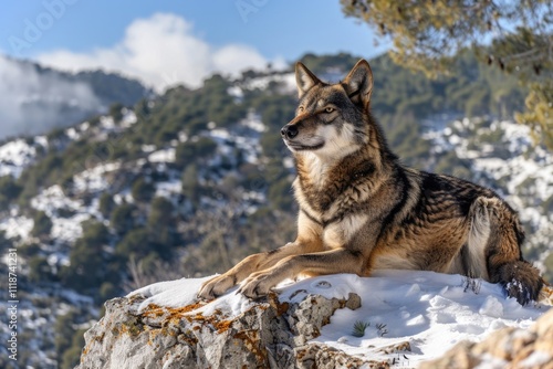 Iberian wolf lying on rocks on a snowy mountain watching while sunbathing on a warm day  wolf  wolf photo