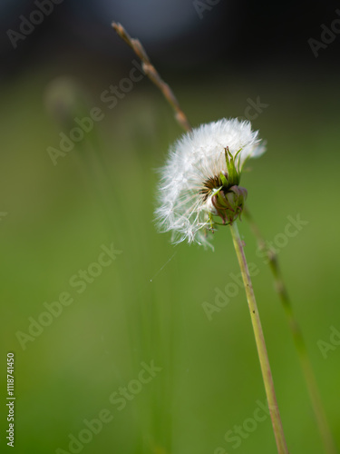 dandelion seed head