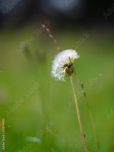 dandelion head