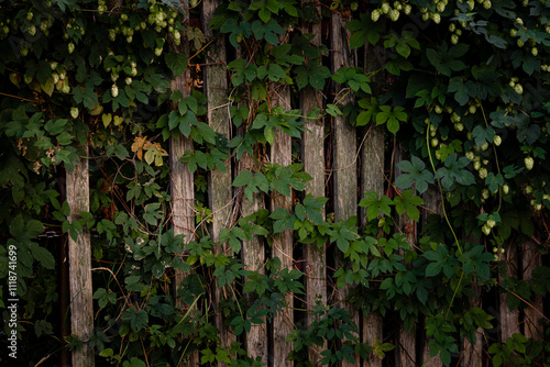 ivy covered wall