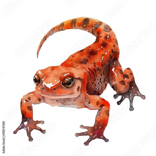 A watercolor of a Salamander, isolated on a white background. Salamander vector.