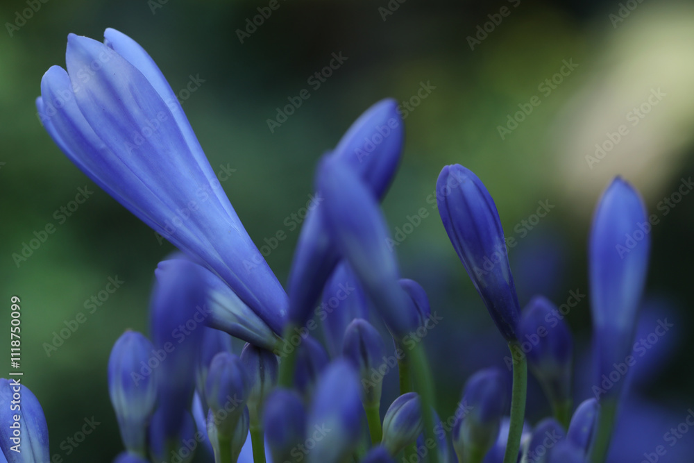 close up of agapanthus beautiful flowers, nature concept close up of agapanthus beautiful flowers, nature concept