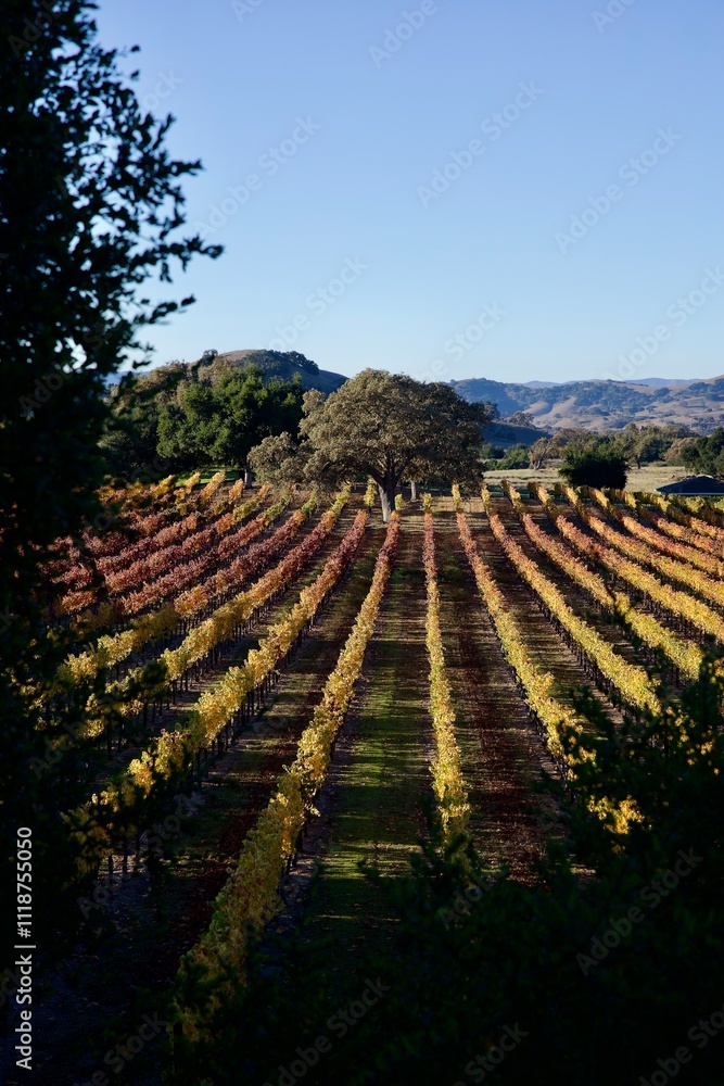 Fototapeta premium long rows of grapevines in the vineyard