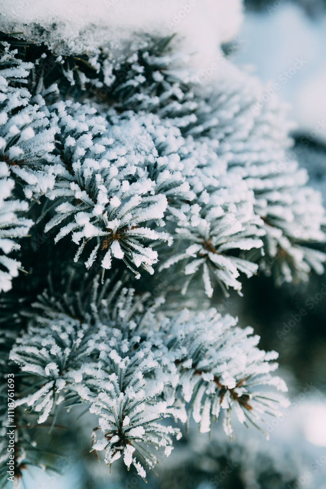 Close up of fir tree branch covered with hoarfrost after ice fog and snow in morning winter forest. Real winter and Christmas holidays background. Close up of fir tree branch covered with hoarfrost after ice fog and snow in morning winter forest. Real winter and Christmas holidays background.