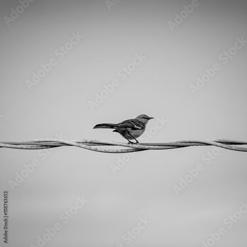 Silhouette of a bird photo