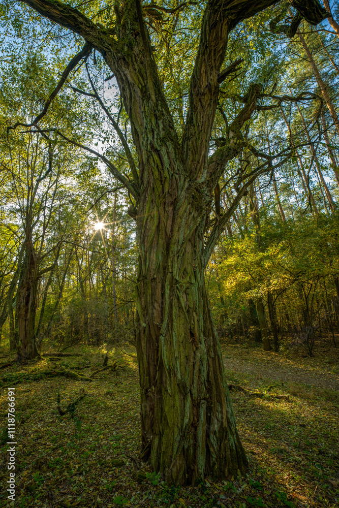 Landschaft mit Bäumen im Herbst Landschaft mit Bäumen im Herbst