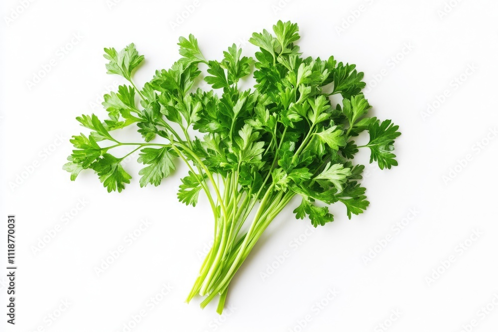 Dried Parsley Seeds on a White Isolated Background - Closeup of Agricultural Goodness for Culinary Uses Dried Parsley Seeds on a White Isolated Background - Closeup of Agricultural Goodness for Culinary Uses