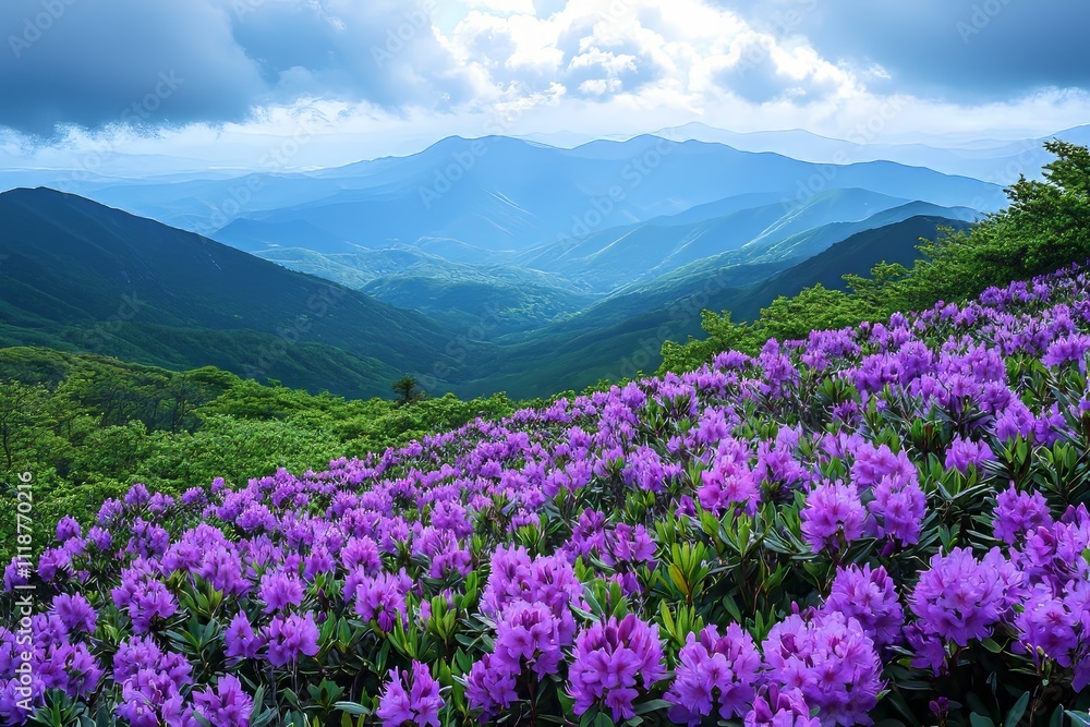 Pink azalea flowers captured from a high angle in the morning, with a foggy mountain range in the background at Hwangmaesan Mountain near Hapcheon-gun, South Korea. Pink azalea flowers captured from a high angle in the morning, with a foggy mountain range in the background at Hwangmaesan Mountain near Hapcheon-gun, South Korea.
