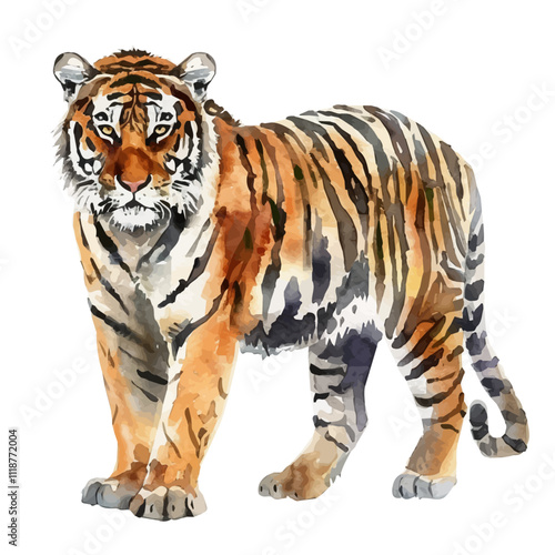 A watercolor vector of a Tiger, isolated on a white background. Tiger vector.