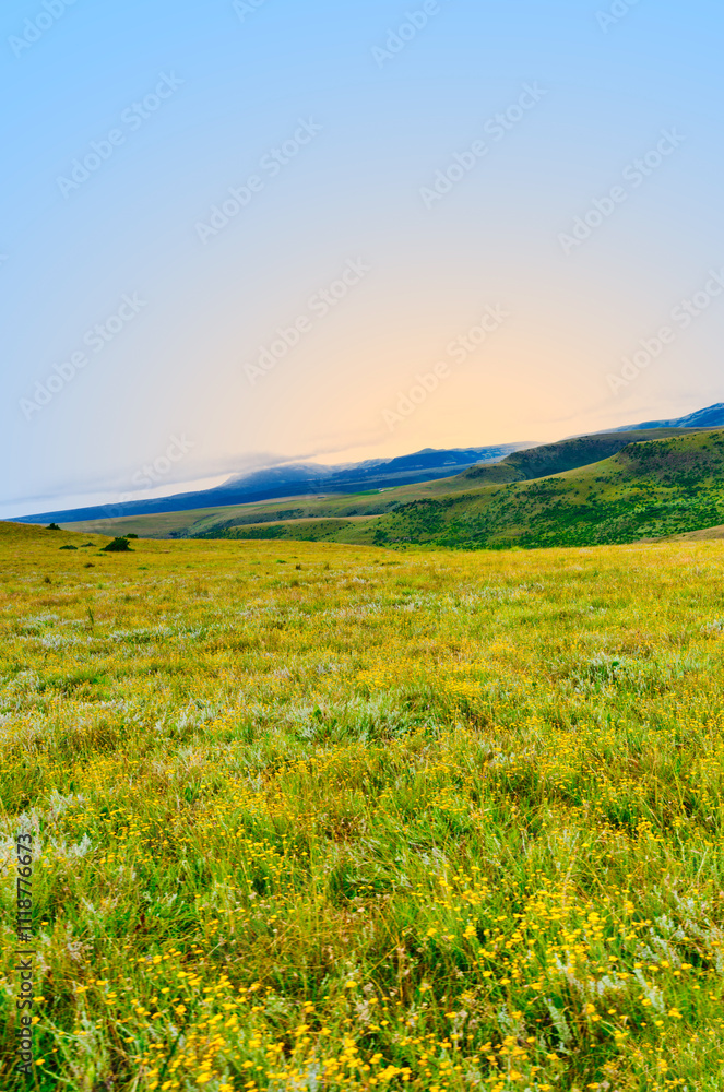 Rolling hills of Wakkerstroom covered in a sea of yellow wild flowers, Mpumalanga, South Africa Rolling hills of Wakkerstroom covered in a sea of yellow wild flowers, Mpumalanga, South Africa