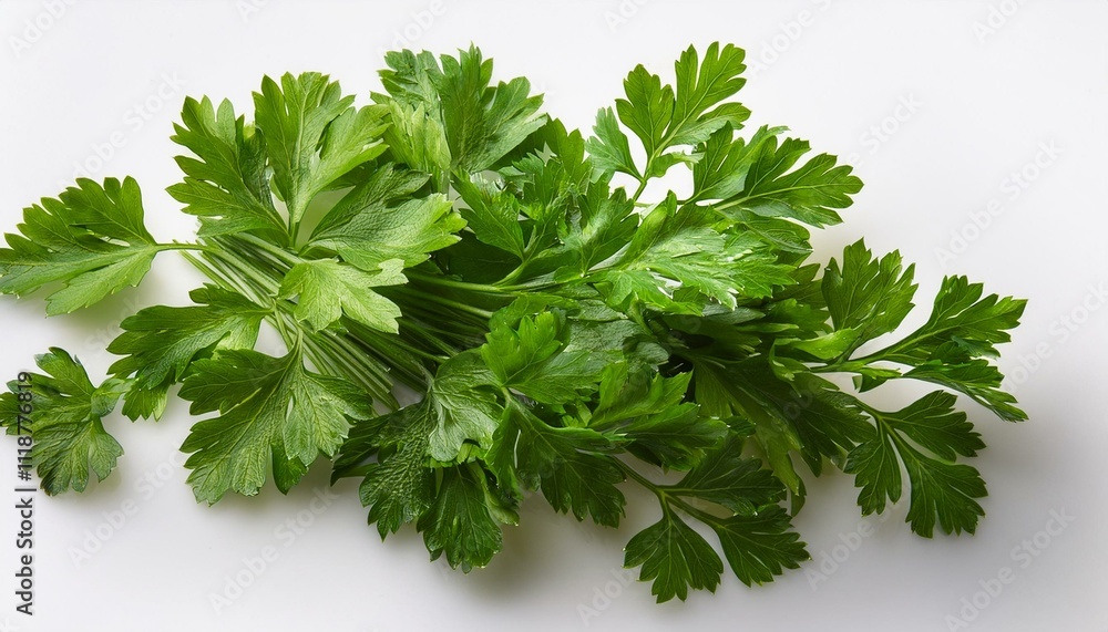Fresh bunch of vibrant green parsley leaves. Fresh bunch of vibrant green parsley leaves.
