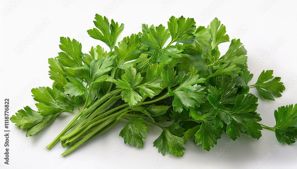 Fresh bunch of parsley on white background. Fresh bunch of parsley on white background.