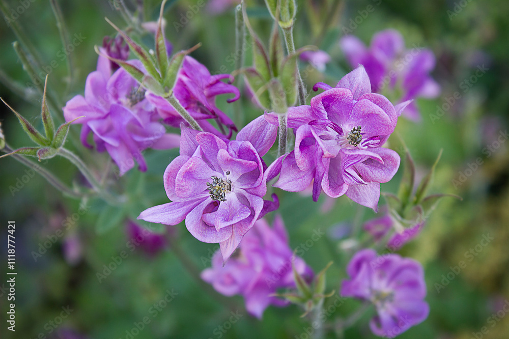 Lilac aquilegia flowers close-up in the garden bed. Lilac aquilegia flowers close-up in the garden bed.