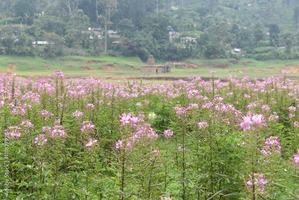 field of wildflowers