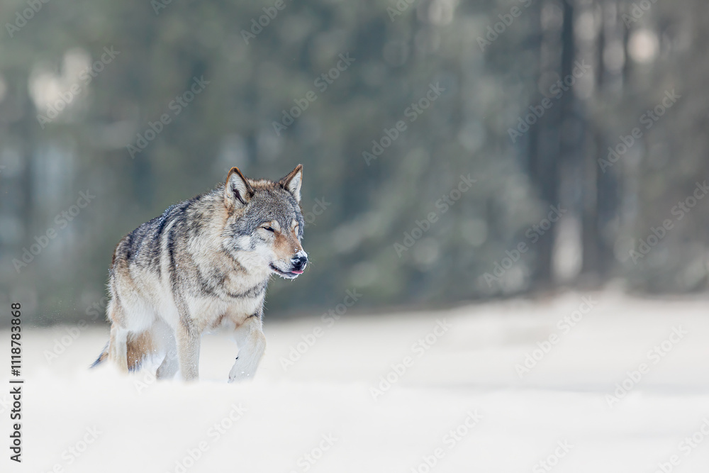 Naklejka premium male Eurasian wolf (Canis lupus lupus) walking through the winter landscape