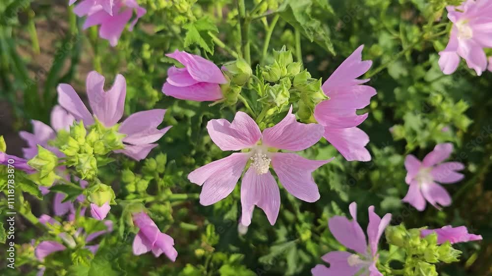 Gentle wind blowing on pink mallow flowers Gentle wind blowing on pink mallow flowers