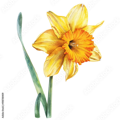 A watercolor of a Bright Daffodil flower, isolated on a white background. Bright Daffodil vector.