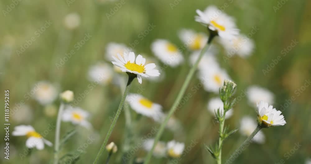 Daisies gently swaying in the breeze amidst a field of blooms Daisies gently swaying in the breeze amidst a field of blooms