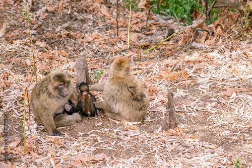 Barbary macaque family relaxing in Gibraltar upper rock nature reserve