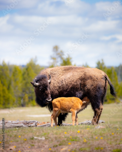 american bison in the field