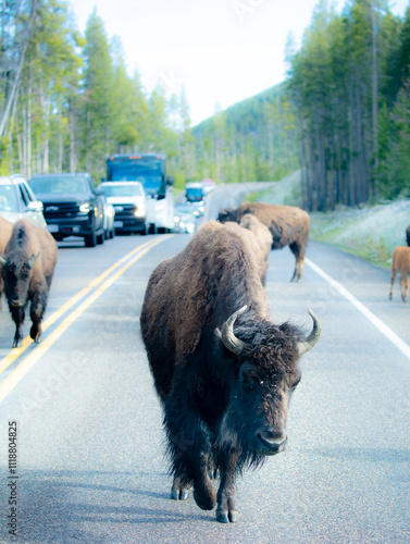 american bison in park