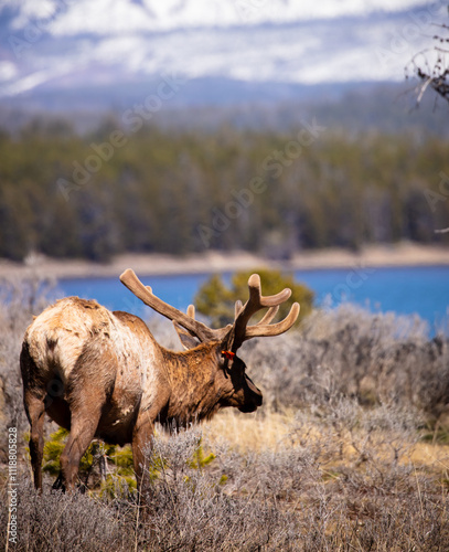 bull elk in park