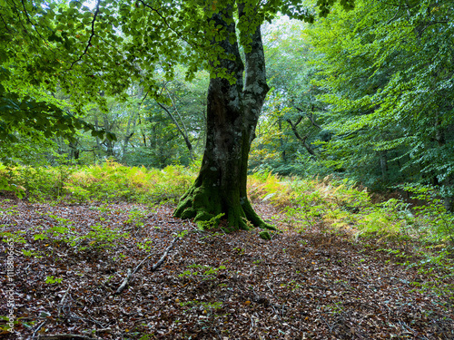 Autumn Forest Mushrooms: A Microcosm of Beauty photo