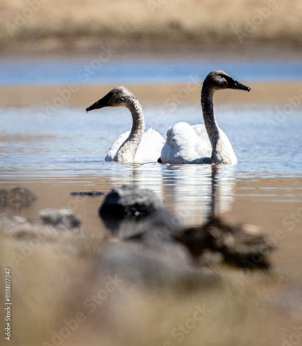 two swans on the lake