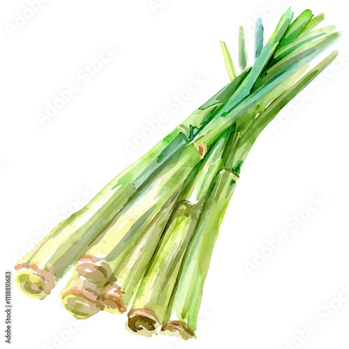 A watercolor vector of Lemongrass, isolated on a white background. Lemongrass vector.