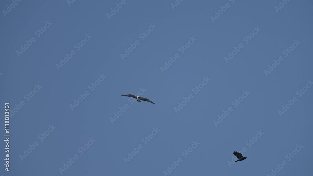 osprey is hunting a fish osprey is hunting a fish