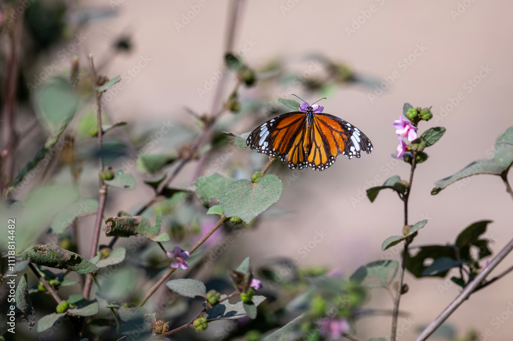 butterfly on a flower