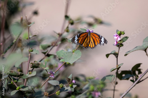 Obraz na płótnie butterfly on a flower w salonie