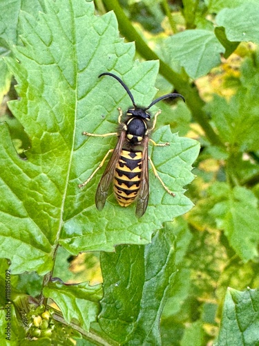 Close-up of a wasp resting on a green leaf, showcasing its yellow and black striped body and detailed features. The vibrant background highlights the natural habitat of this insect.