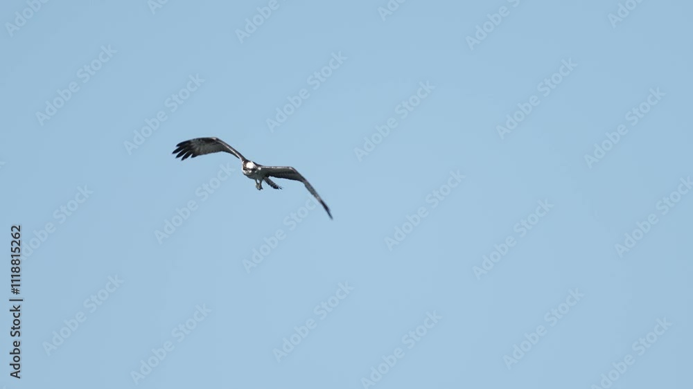 osprey is hunting a fish osprey is hunting a fish