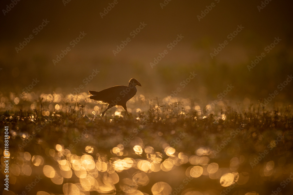 A captivating image of purple swamphen bird foraging in a grassy field.