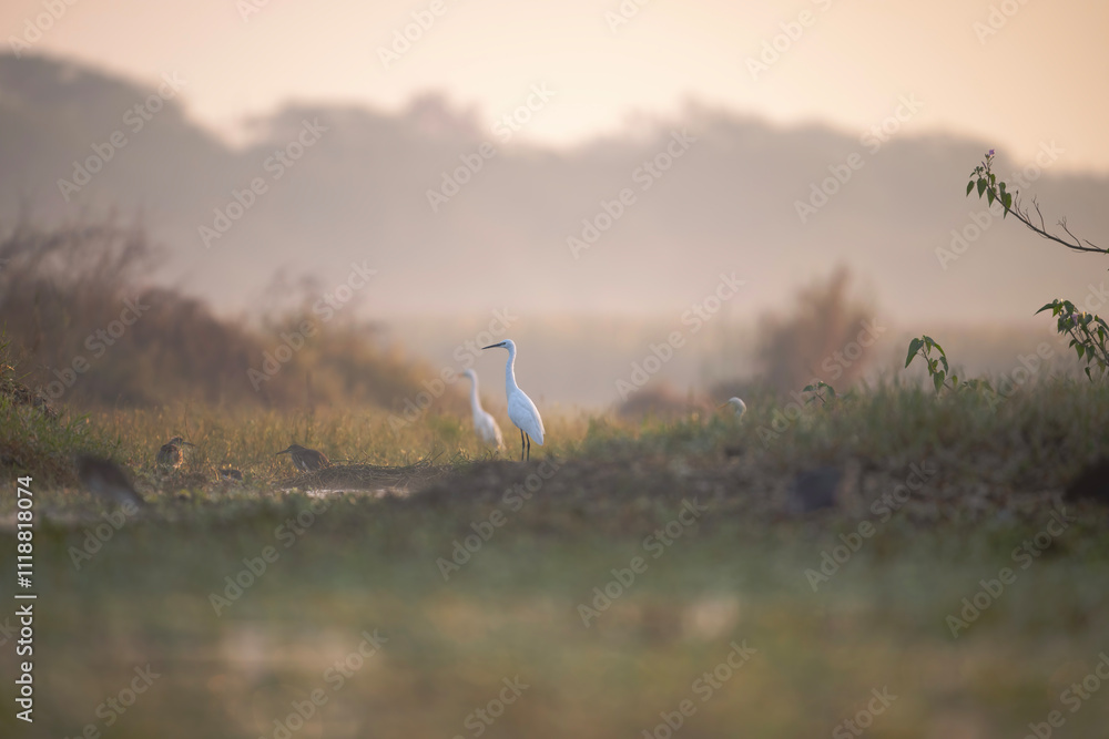 Egrets in wetland area in Morning of Winter